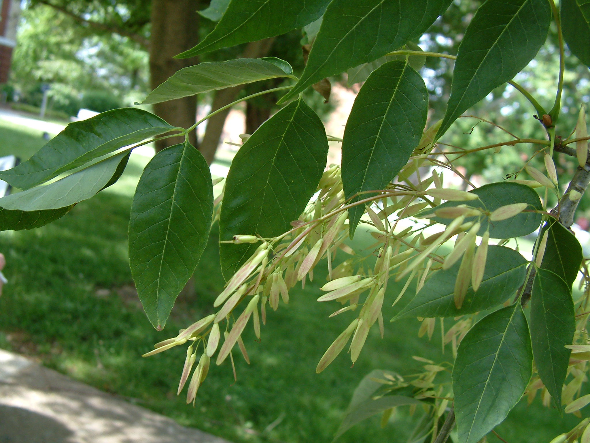 White AshFraxinus americana — Friends of Woodland Park
